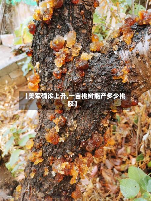 【美军确诊上升,一亩桃树能产多少桃胶】