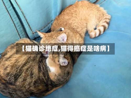 【猫确诊绝症,猫得癌症是啥病】
