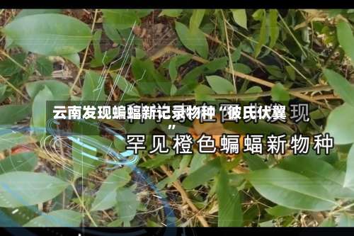 云南发现蝙蝠新记录物种“彼氏伏翼”-第2张图片