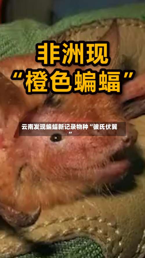 云南发现蝙蝠新记录物种“彼氏伏翼	”-第3张图片